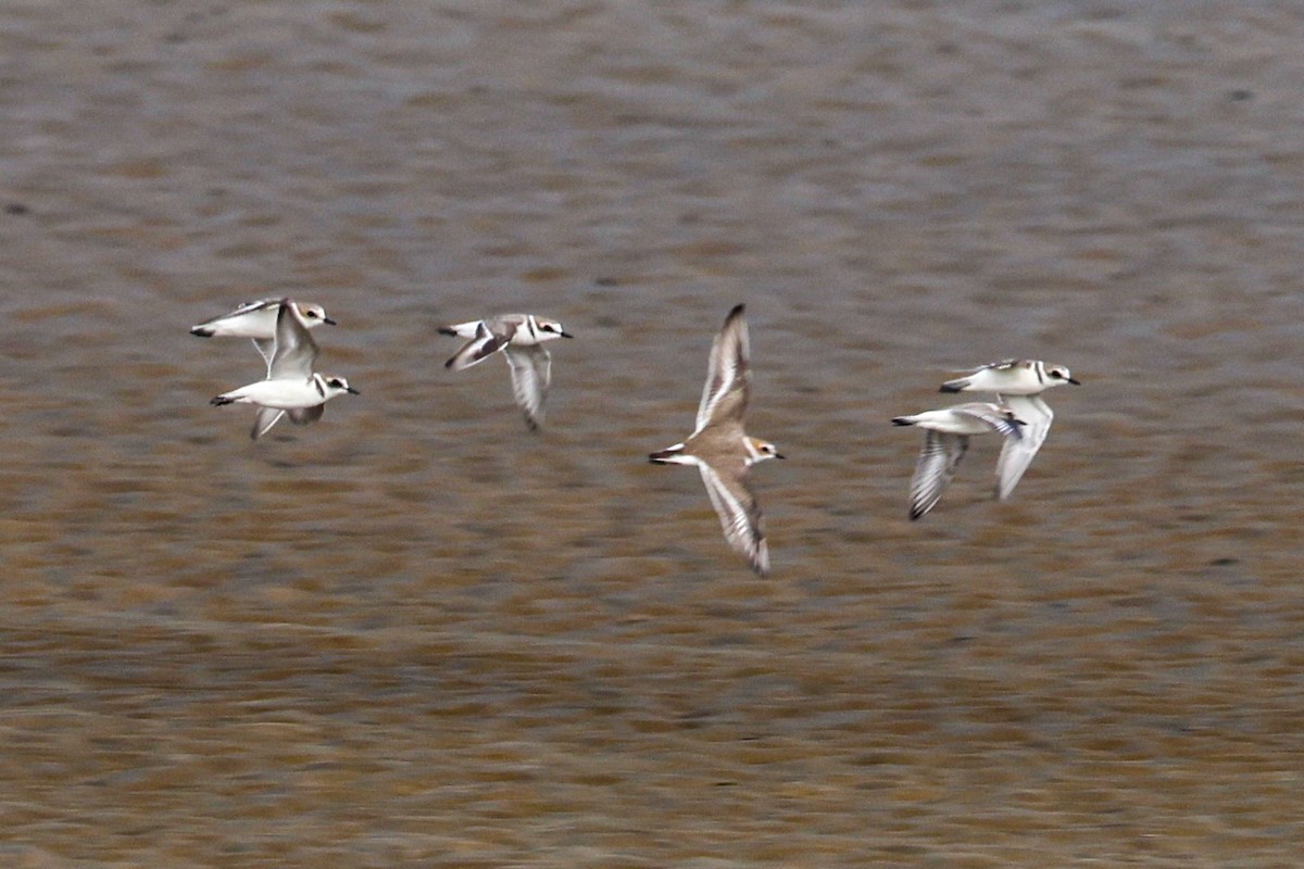 Akça Cılıbıt - ML647822127