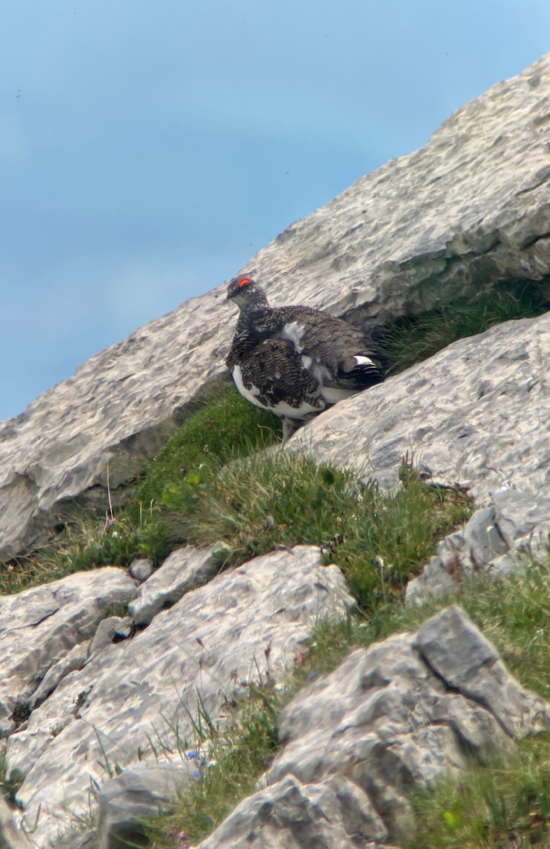 Dağ Kar Tavuğu - ML647822128