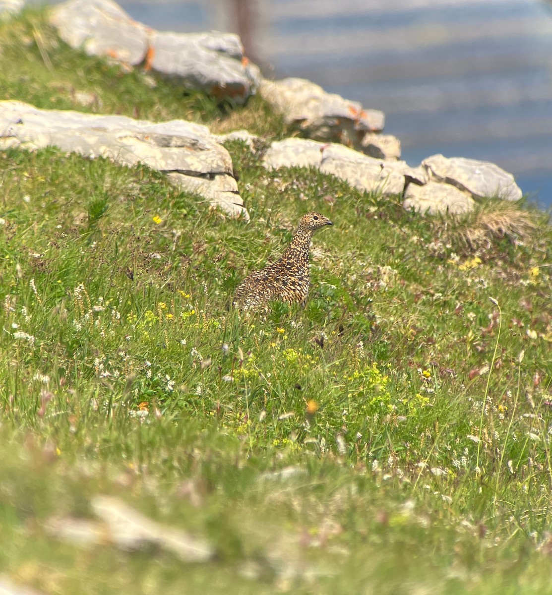 Dağ Kar Tavuğu - ML647822129