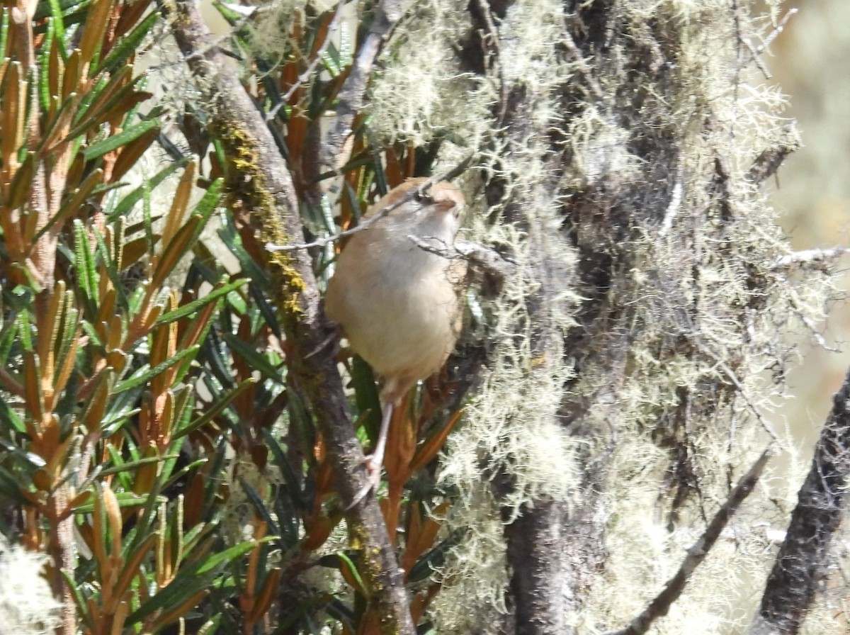 Apolinar Çıtkuşu - ML647822130