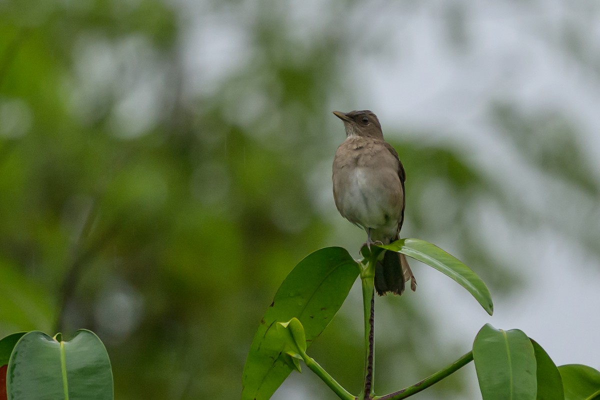 Kara Gagalı Ardıç - ML647822132