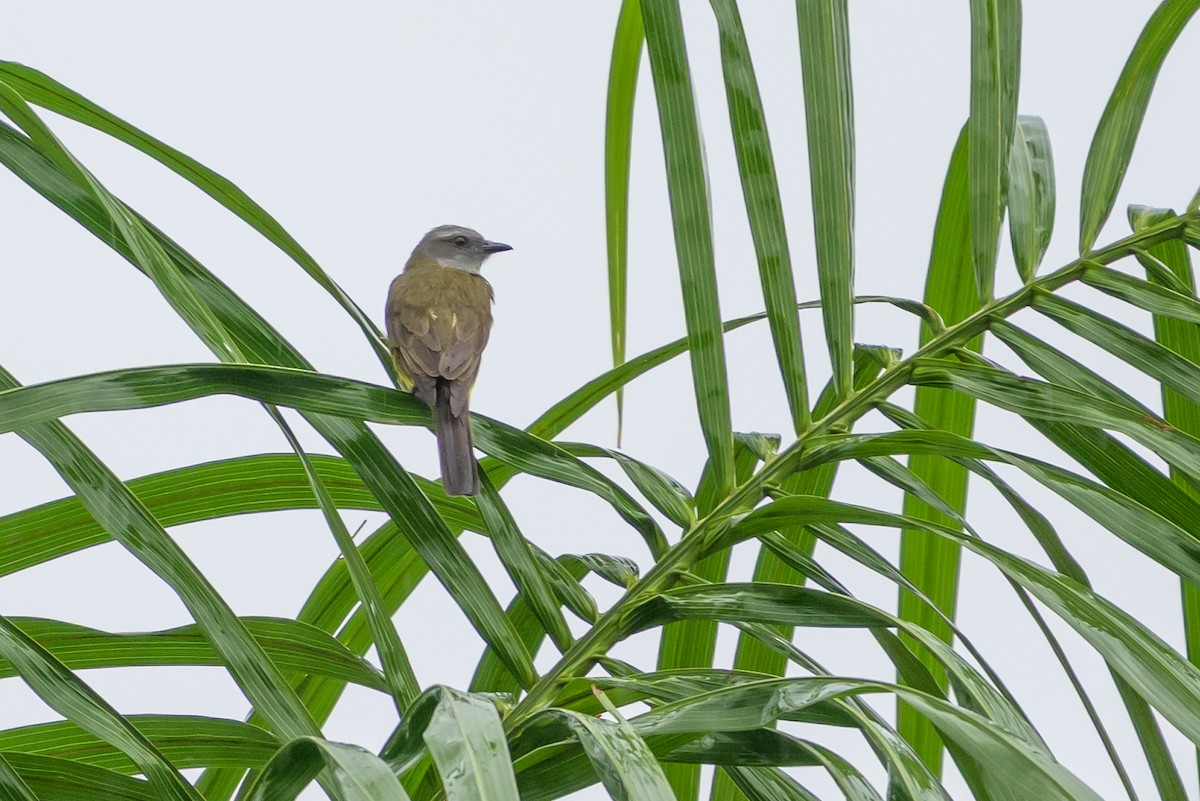 Amazon Palmiye Tiranı - ML647822134