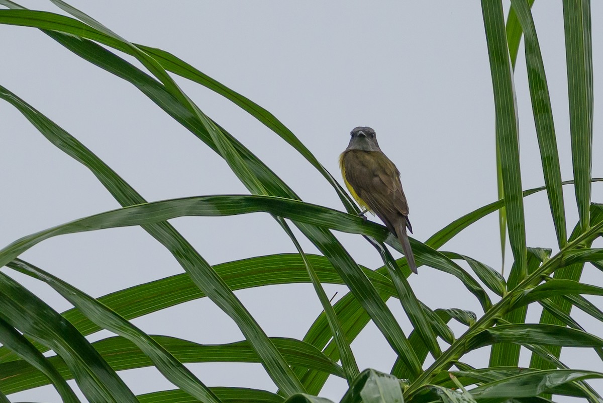 Amazon Palmiye Tiranı - ML647822135