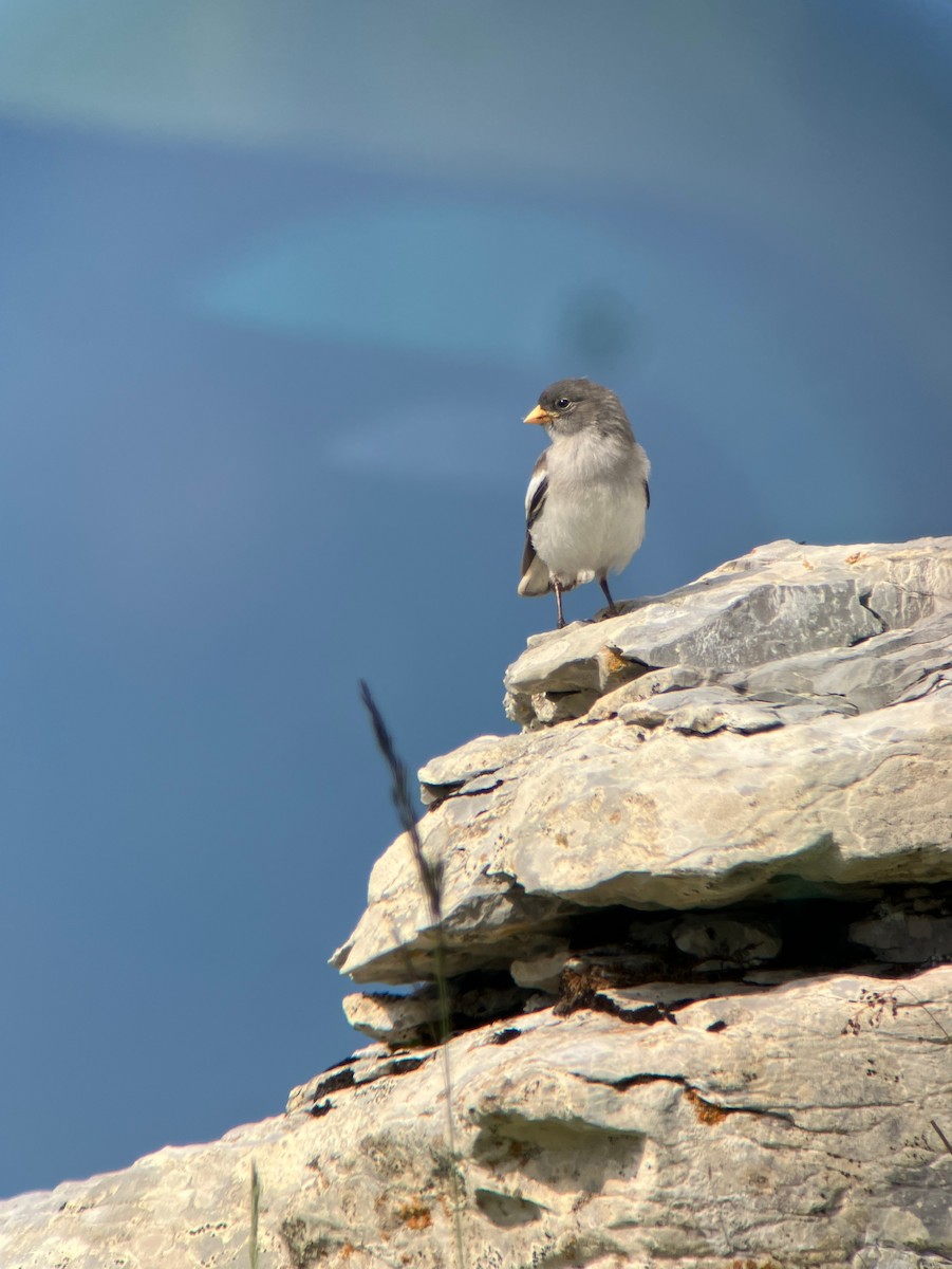 Kar Serçesi - ML647822137