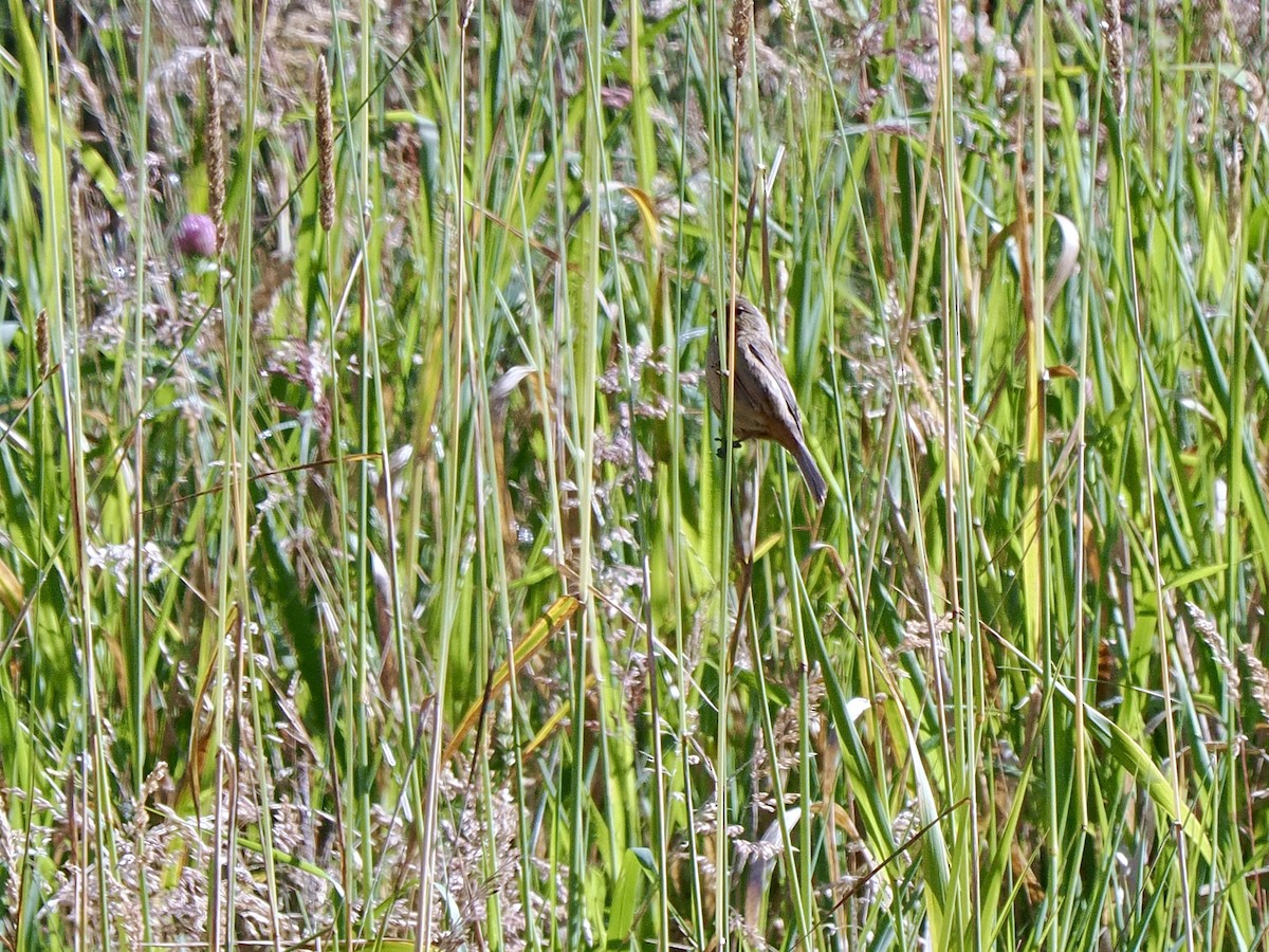 Süssüz Tohumcul - ML647822138