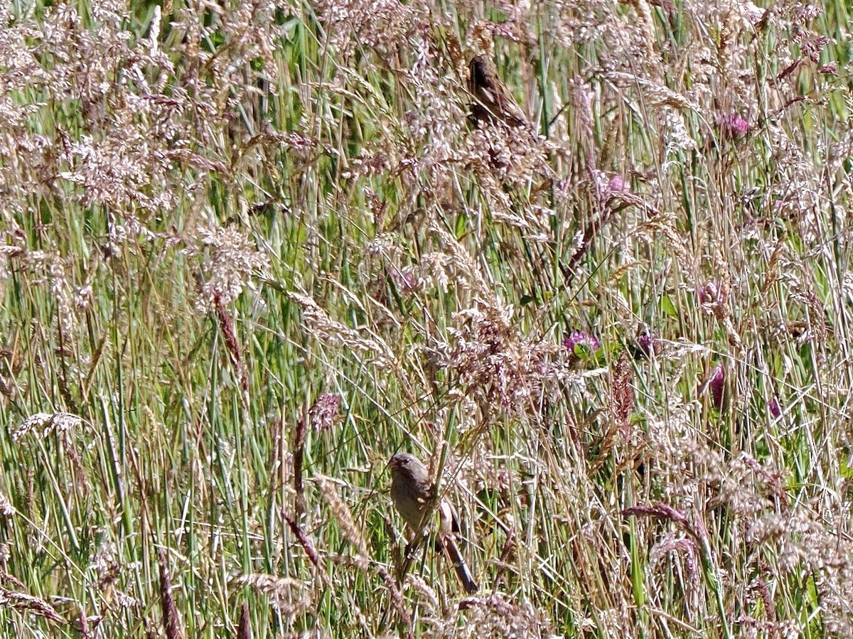 Süssüz Tohumcul - ML647822139