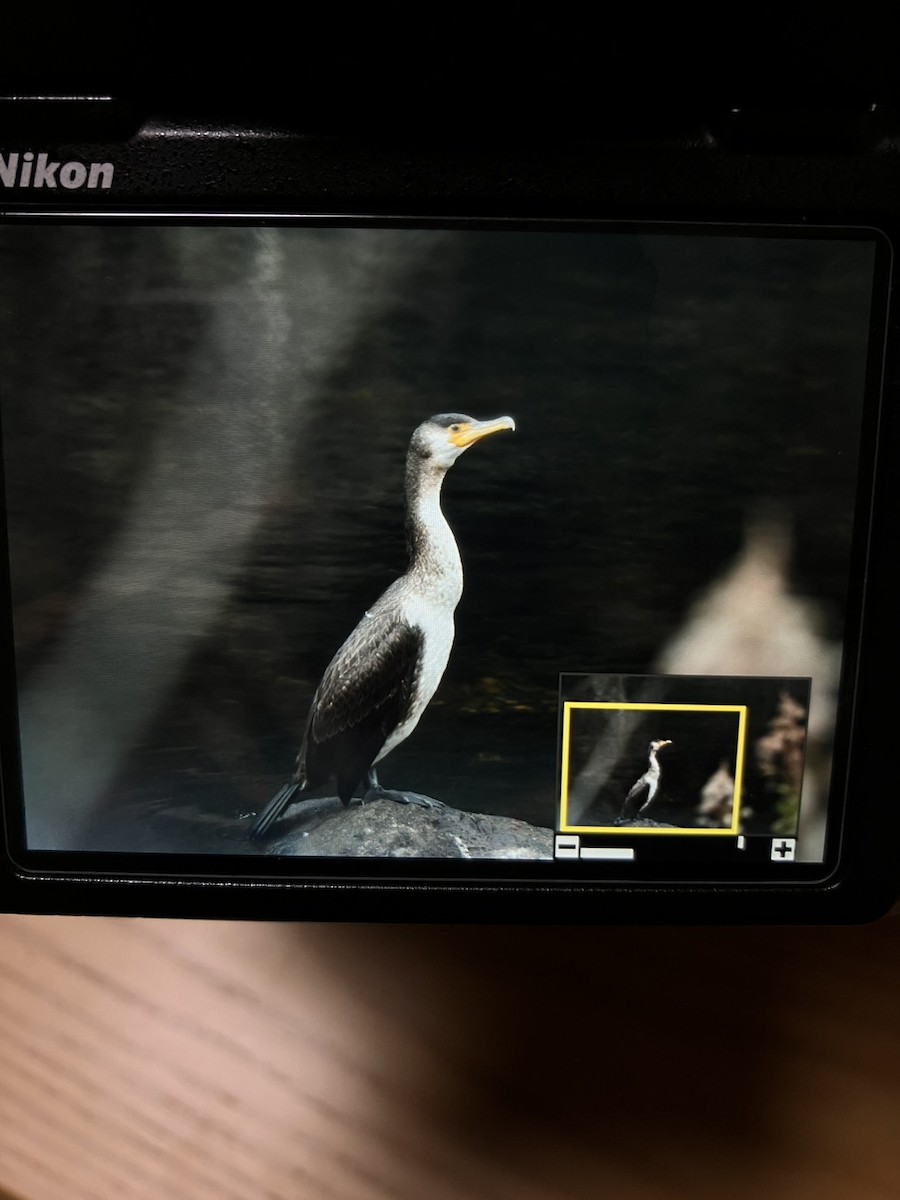 Japon Karabatağı - ML647822140