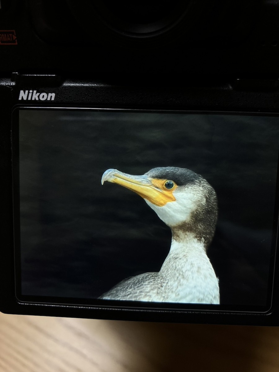 Japon Karabatağı - ML647822141