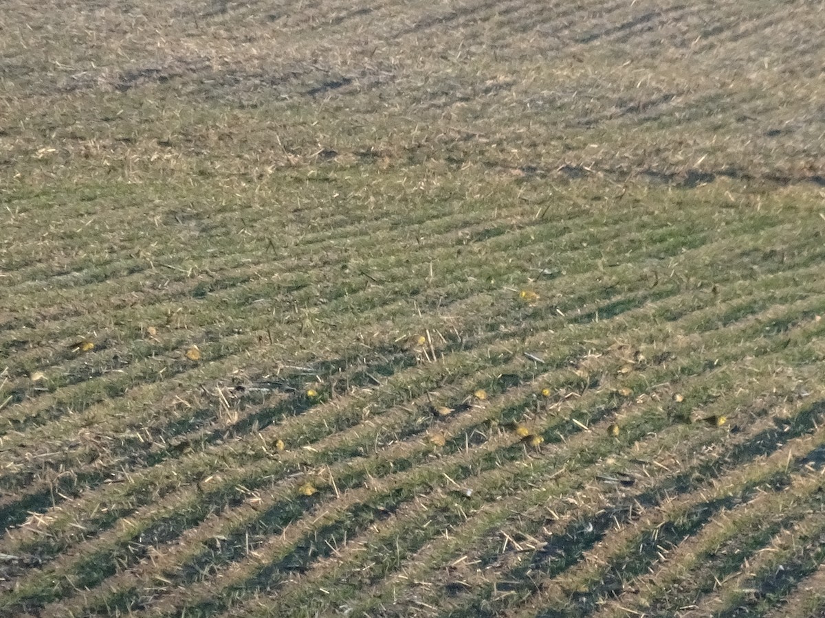 Sarı Çinte - ML647822144