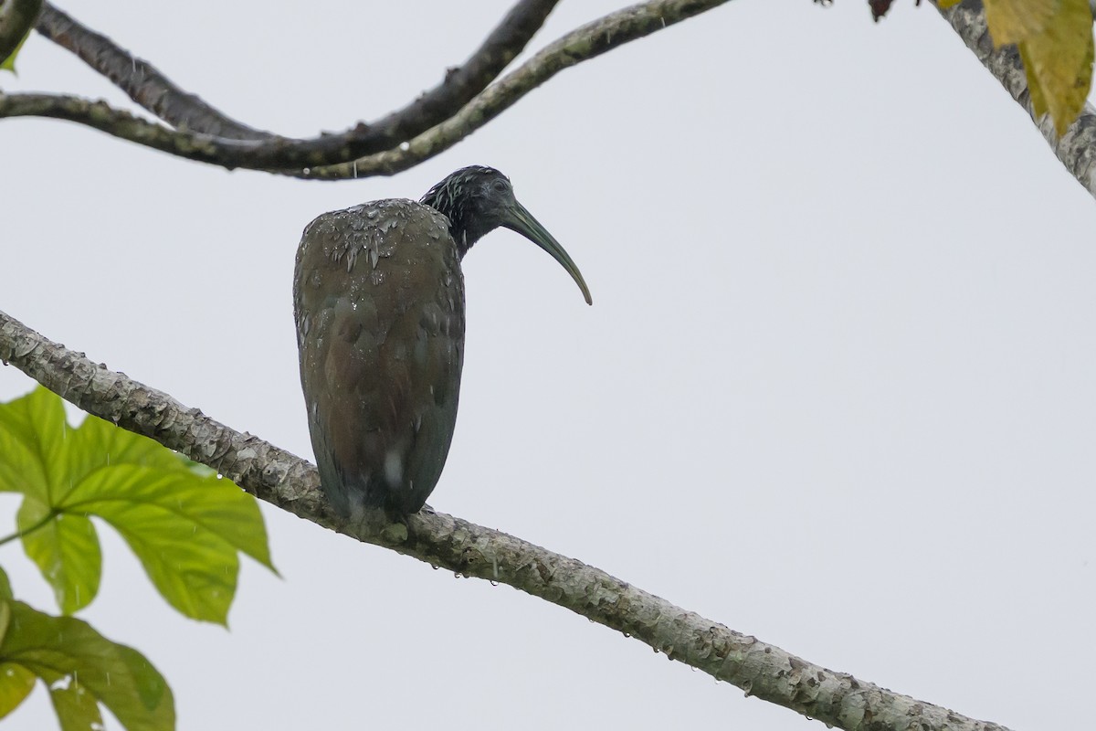 Zümrüt Aynak - ML647822145