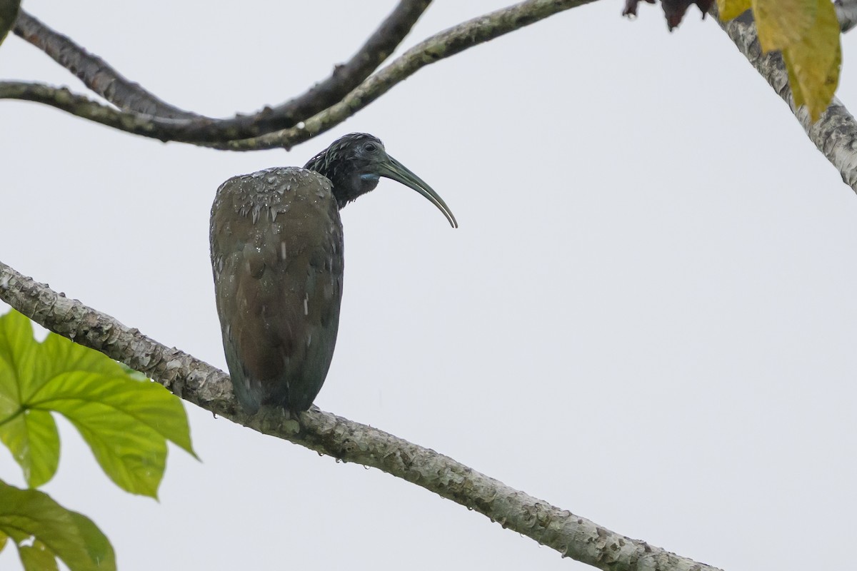 Zümrüt Aynak - ML647822146