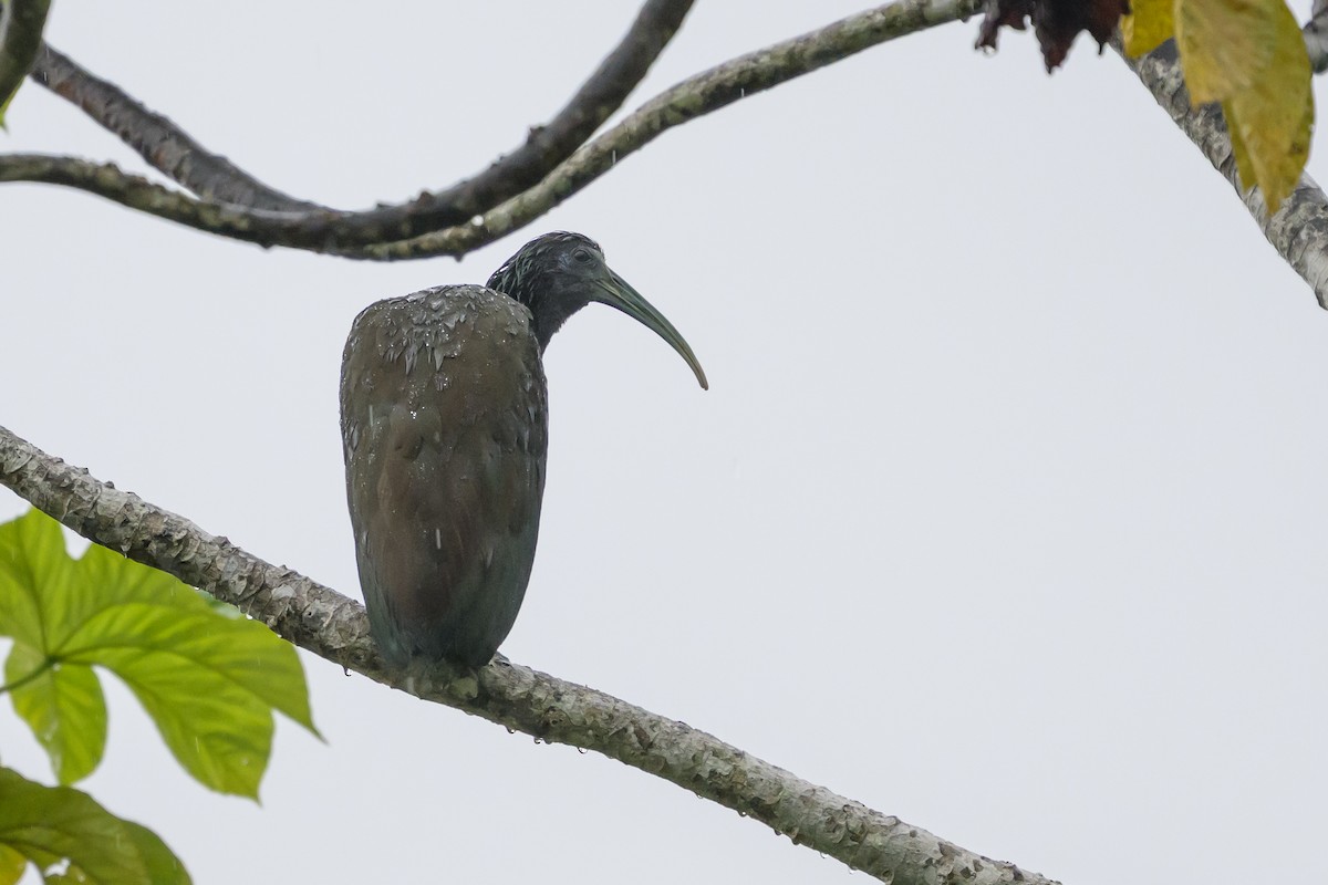 Zümrüt Aynak - ML647822147