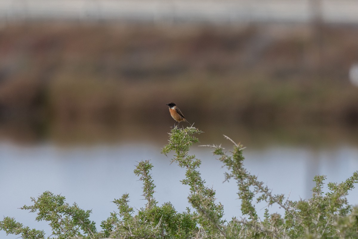 Taşkuşu - ML647822148