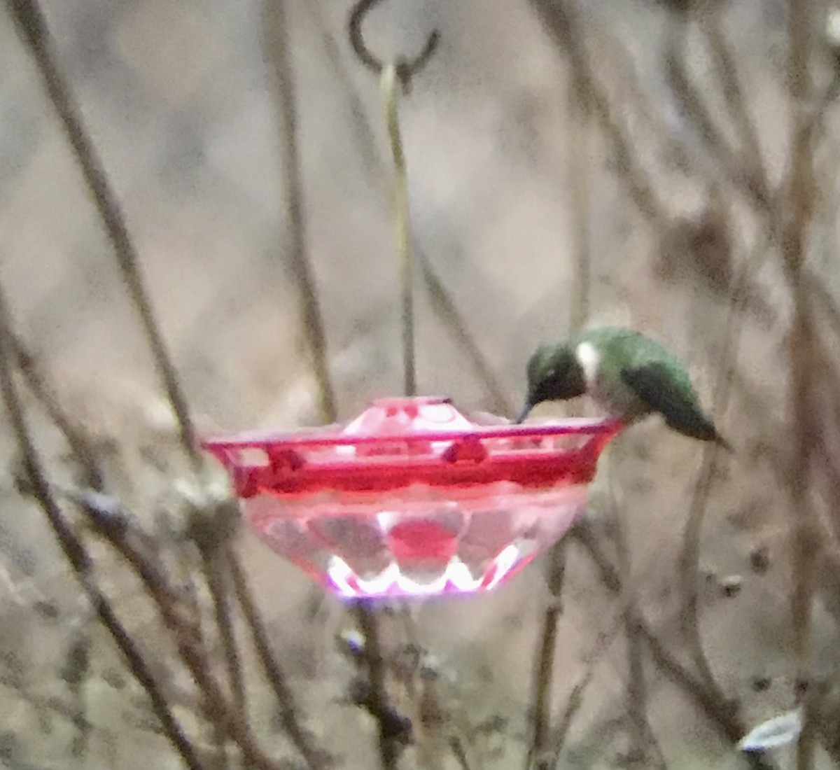 Рубиновогорлый колибри - ML647822154