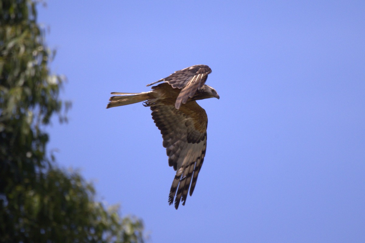 Milano Colicuadrado - ML647822157