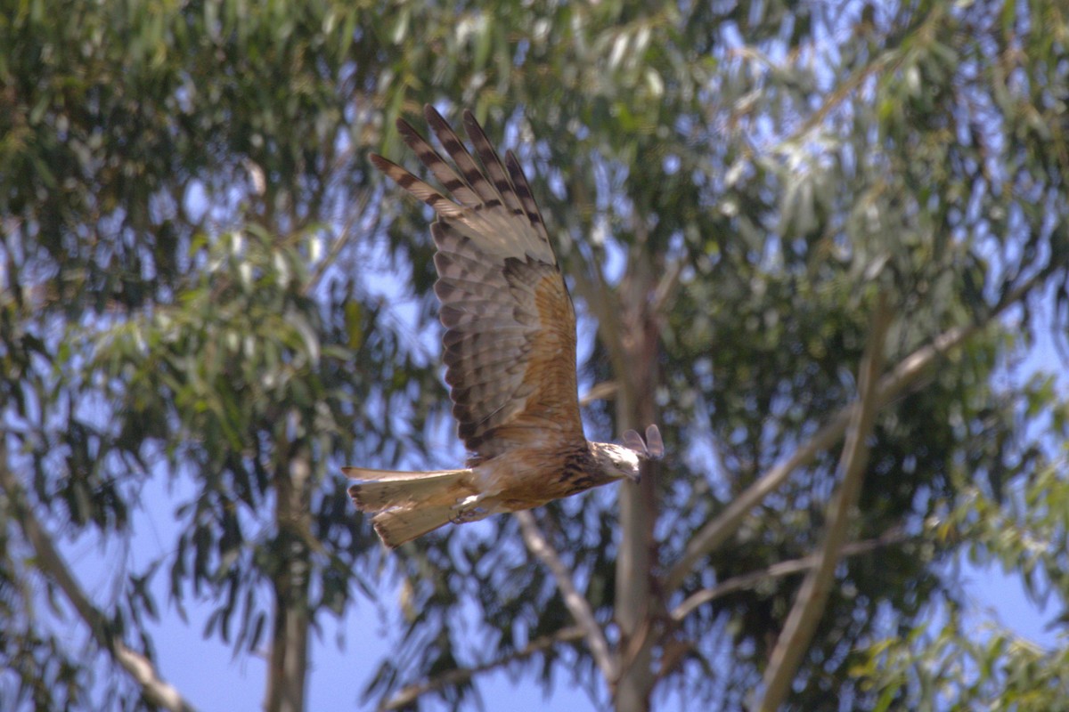 Milano Colicuadrado - ML647822158