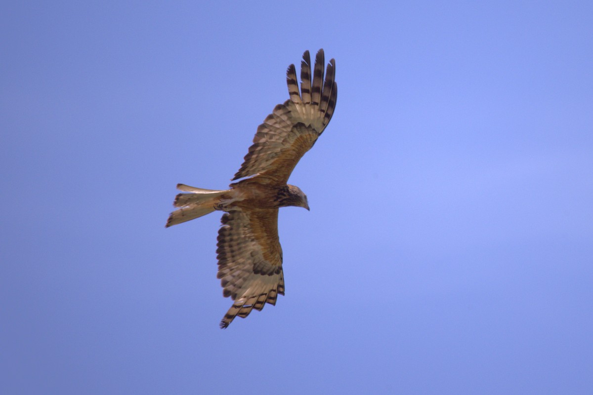 Milano Colicuadrado - ML647822159