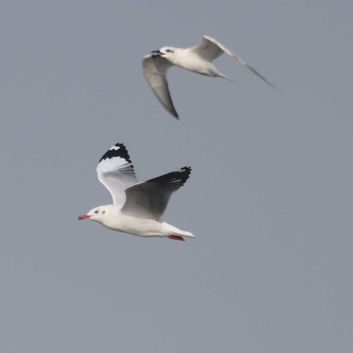 Hint Martısı - ML647822168