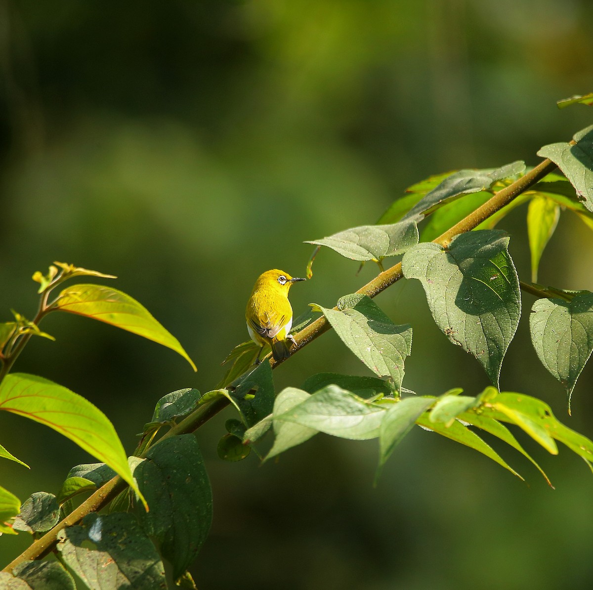 Indian White-eye - ML647822192