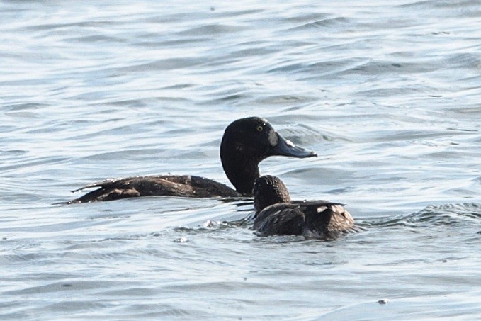 Porrón Bastardo - ML647822197