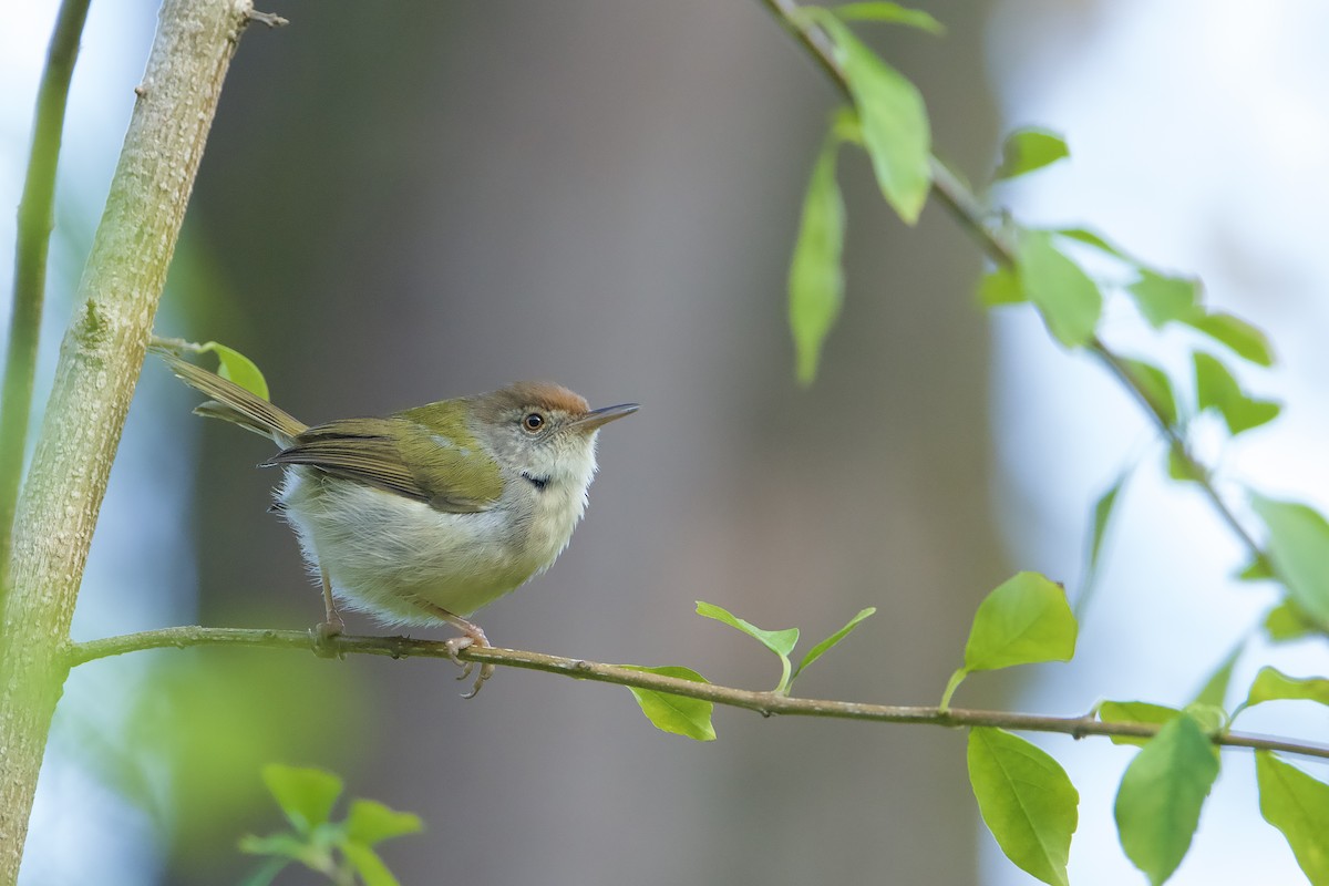 Common Tailorbird - ML647822199