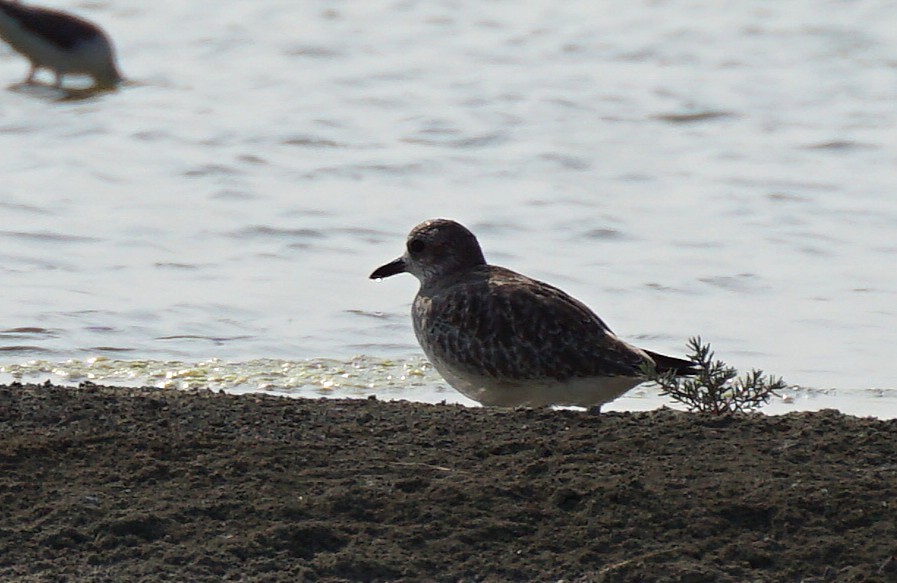 Chorlito Gris - ML647822208