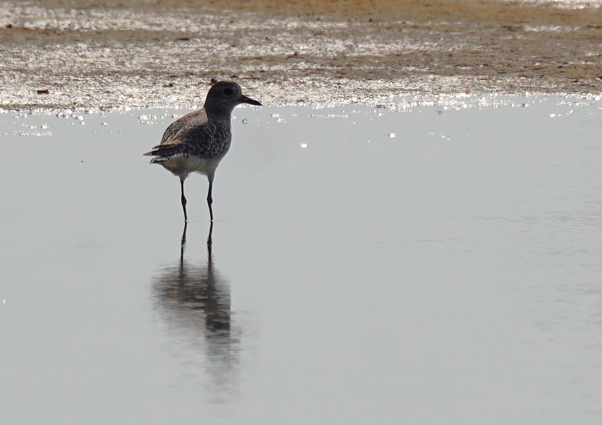 Chorlito Gris - ML647822215