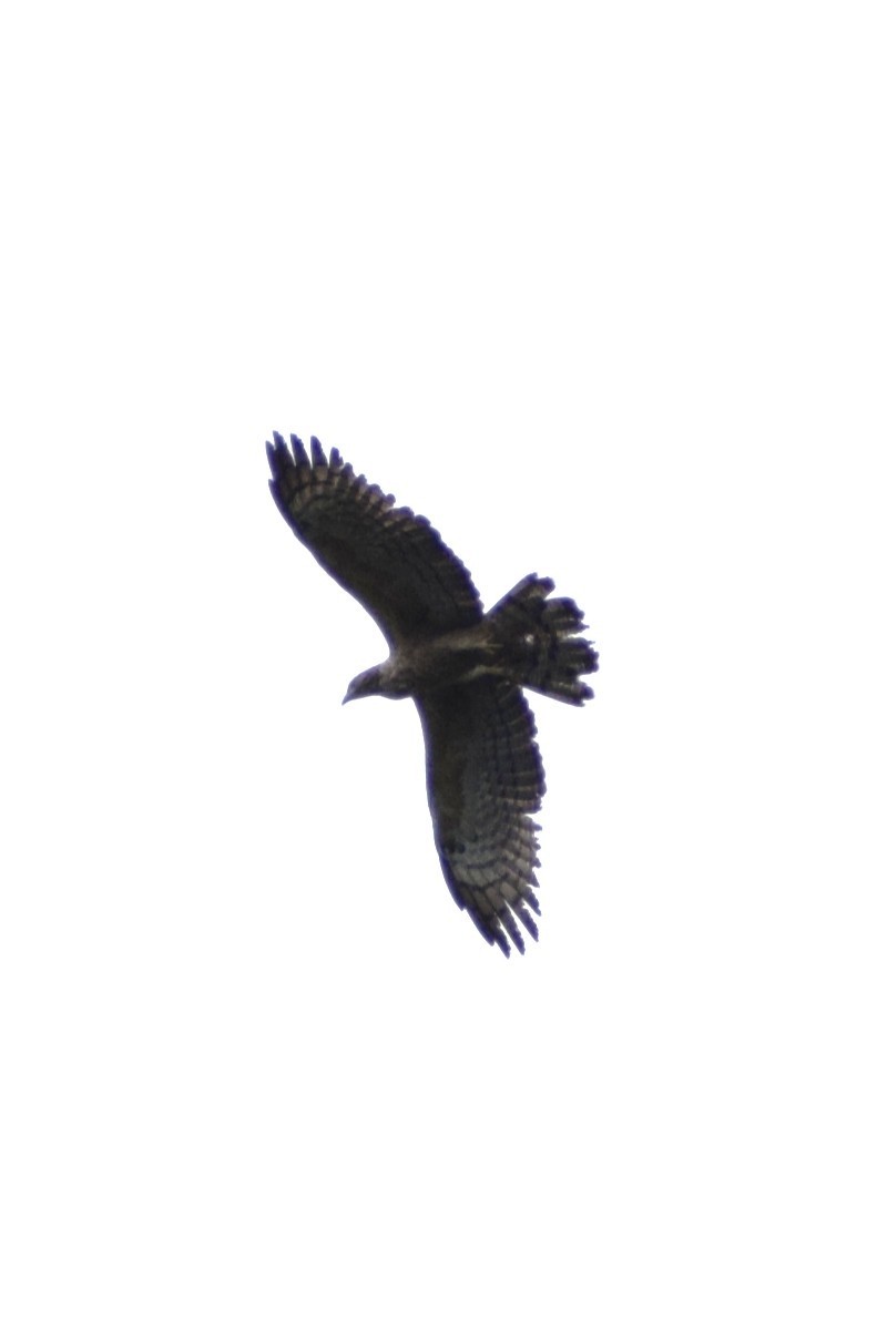 Oriental Honey-buzzard - ML647822221