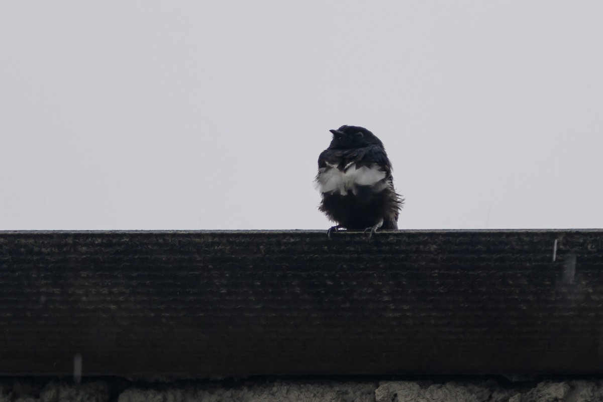 Ak Kuşaklı Kırlangıç - ML647822226