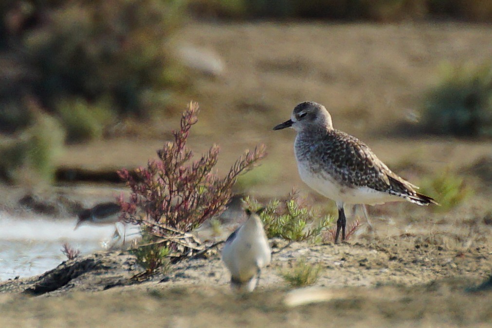 Chorlito Gris - ML647822229