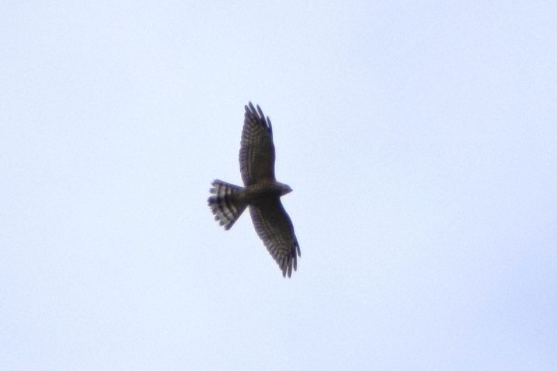 Chinese Sparrowhawk - ML647822230