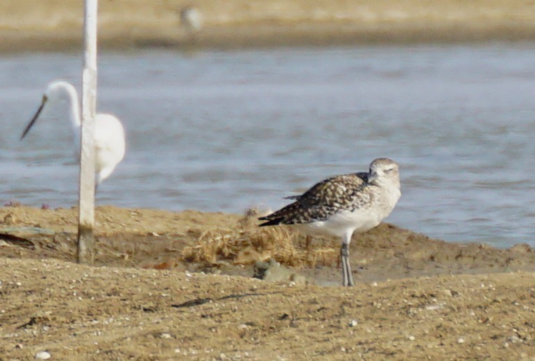 Chorlito Gris - ML647822232