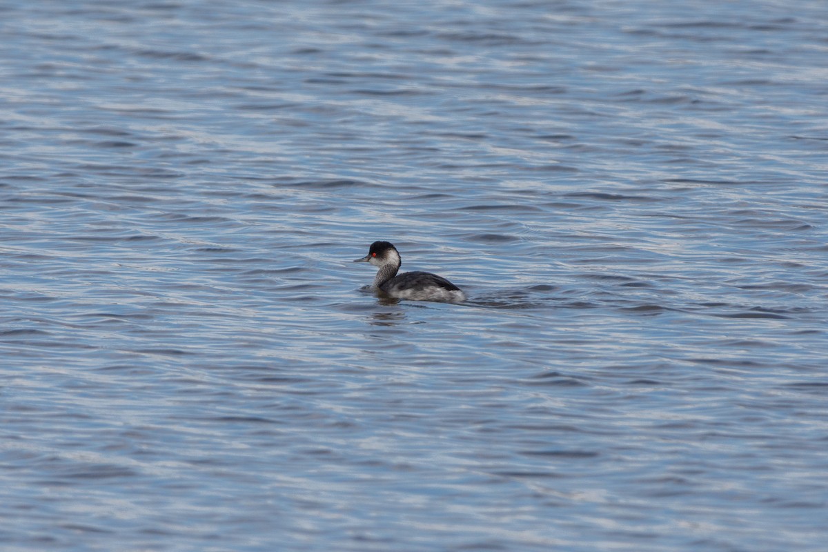 Grèbe à cou noir - ML647822238