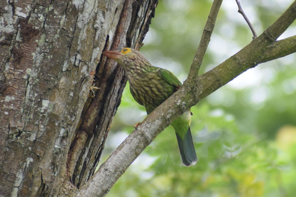 Lineated Barbet - ML647822241
