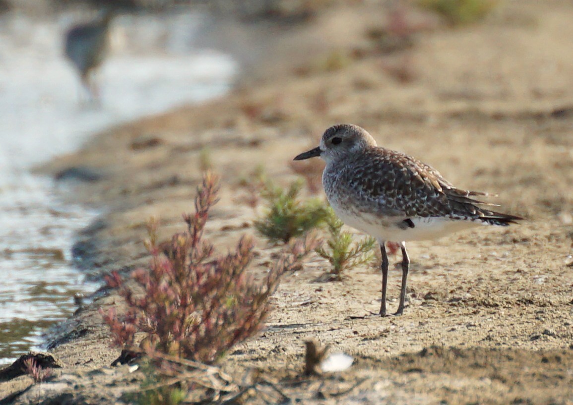 Chorlito Gris - ML647822244