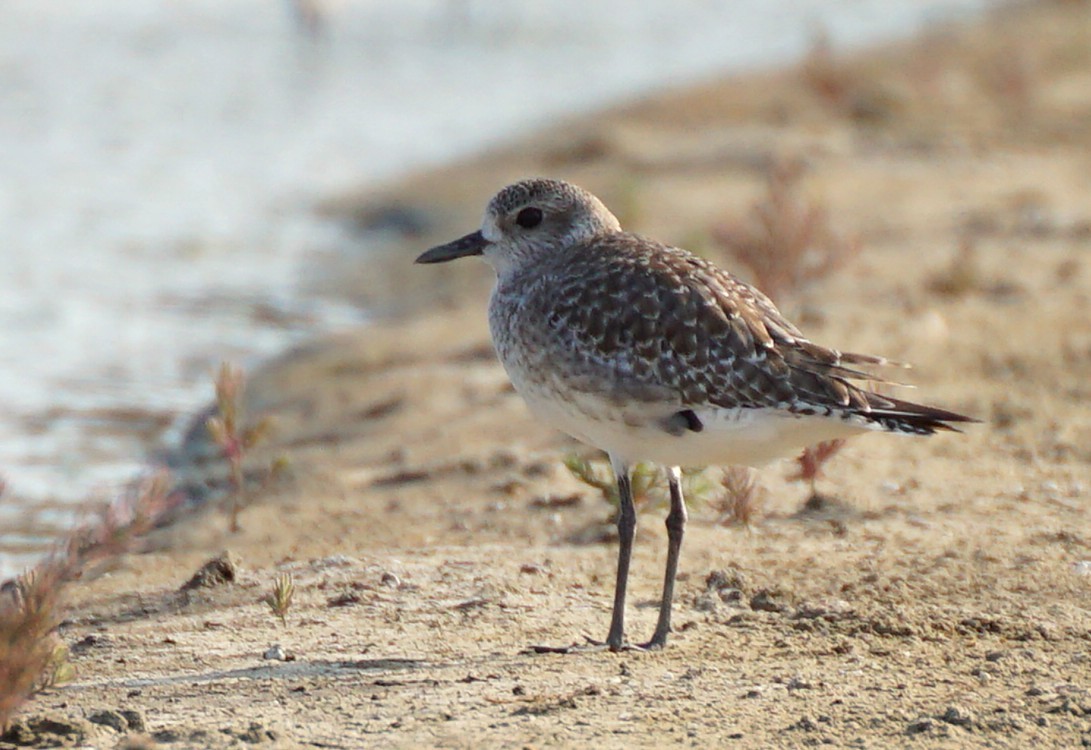 Chorlito Gris - ML647822258