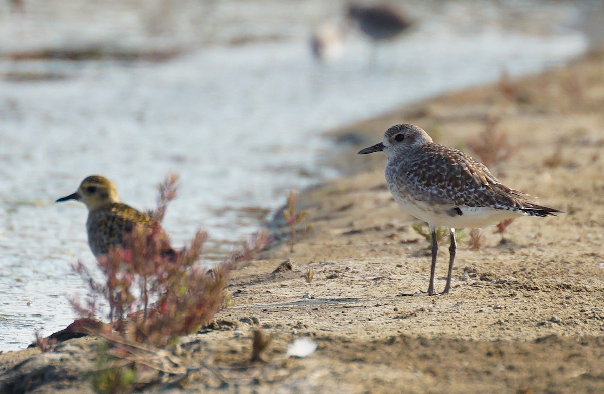 Chorlito Gris - ML647822259