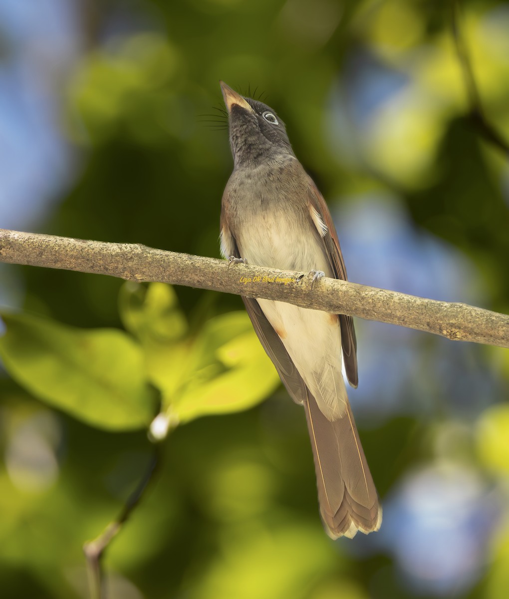 Black Paradise-Flycatcher - ML647822279