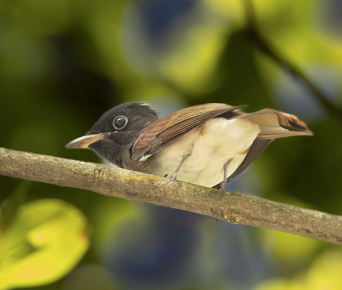 Black Paradise-Flycatcher - ML647822280