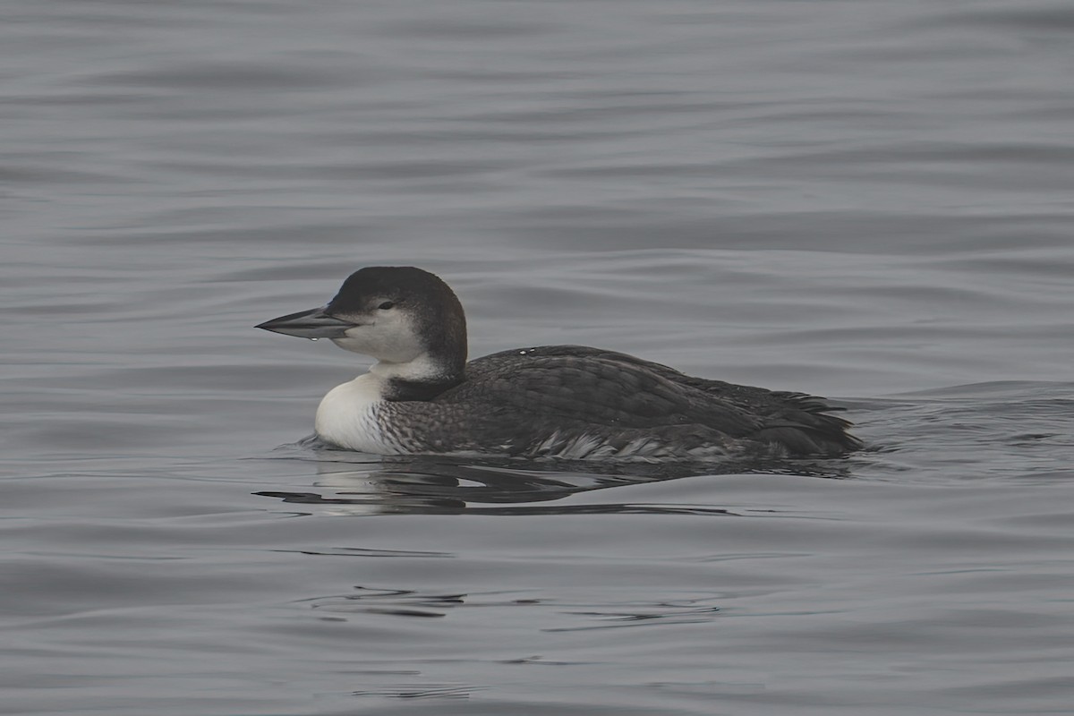 potáplice lední - ML647822320