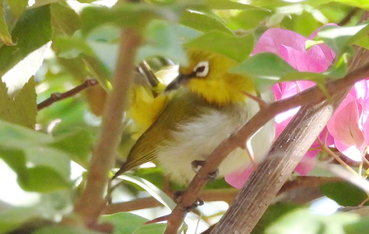 Indian White-eye - ML647822359