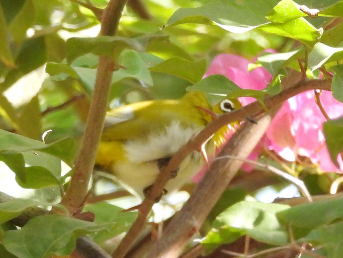 Indian White-eye - ML647822360