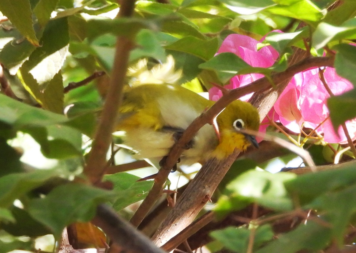 Indian White-eye - ML647822361