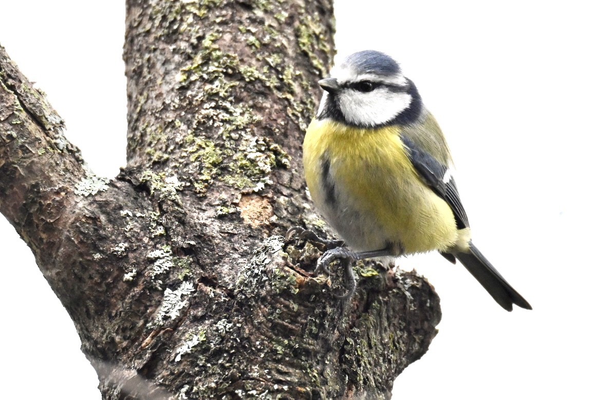 Eurasian Blue Tit - ML647822380
