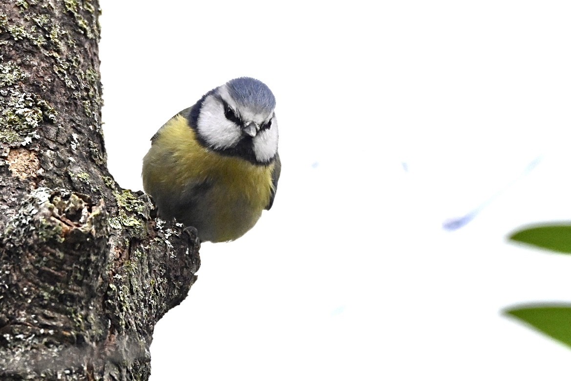 Eurasian Blue Tit - ML647822381