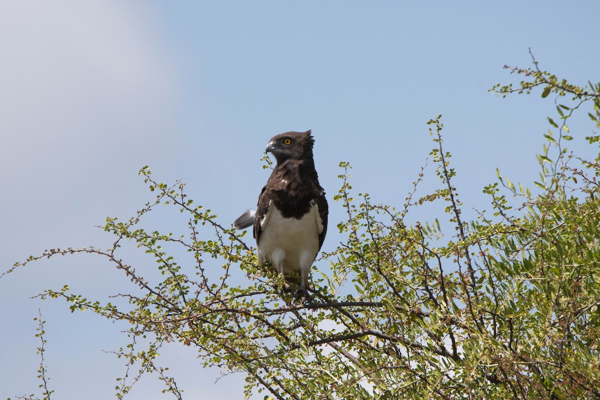 Black-chested Snake-Eagle - ML647822389