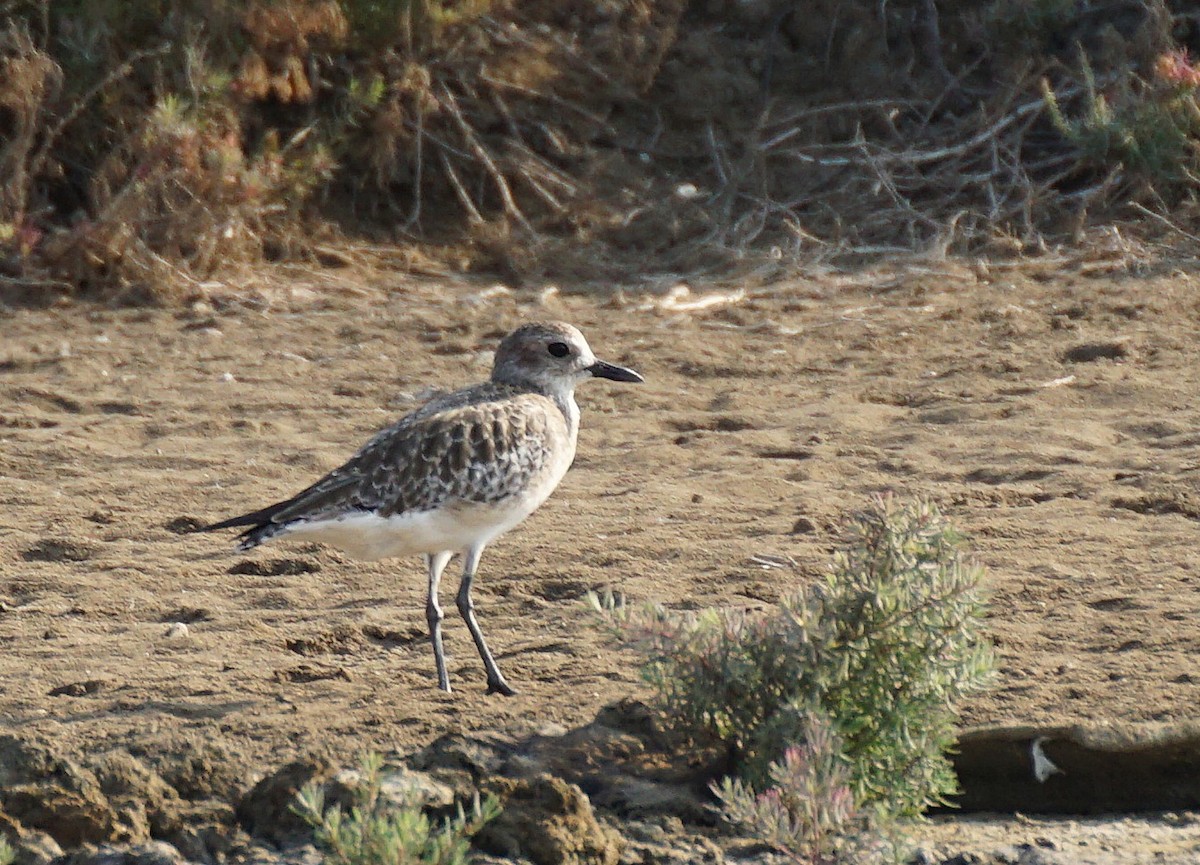 Chorlito Gris - ML647822395