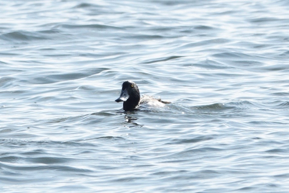 Porrón Bastardo - ML647822404