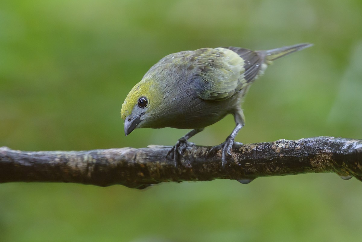Palm Tanager - ML647822429
