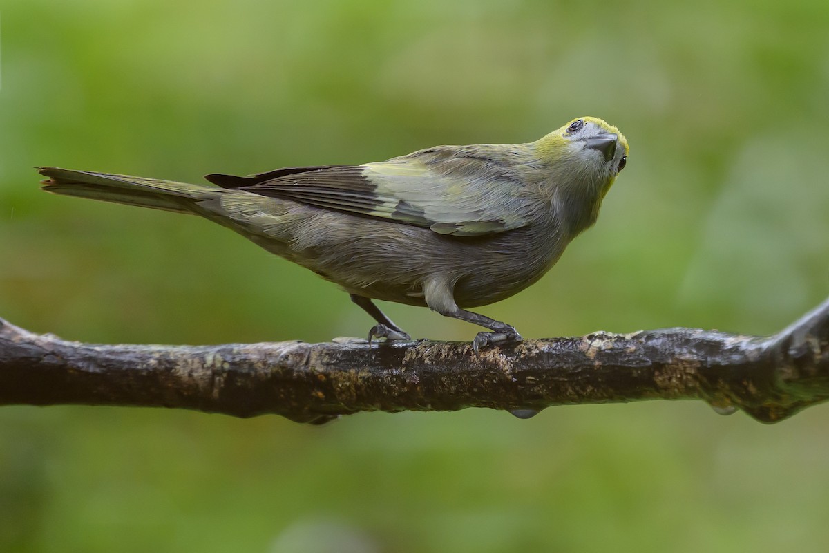 Palm Tanager - ML647822430